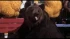 Sugar Bear