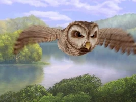 The Great Owl Adventure