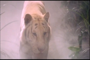 White Tiger