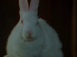 Bad Hare Day
