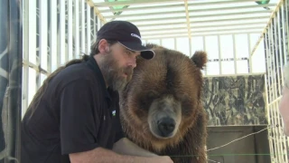 Brody the Bear