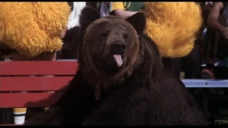 Sugar Bear