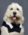 Bocker T Labradoodle