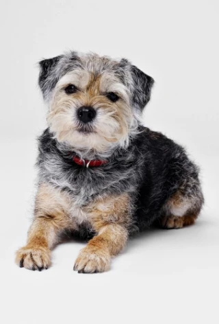 Gidget