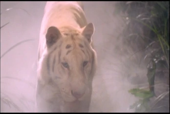 White Tiger