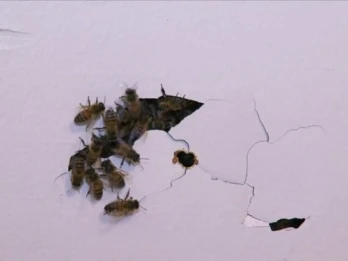 Battle of the Bees