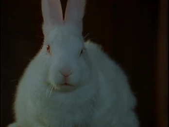 Bad Hare Day