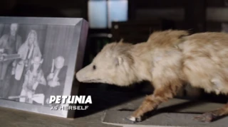 Petunia