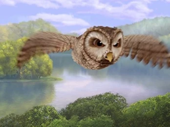 The Great Owl Adventure