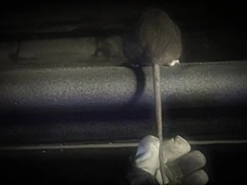 Giant Rats in the City