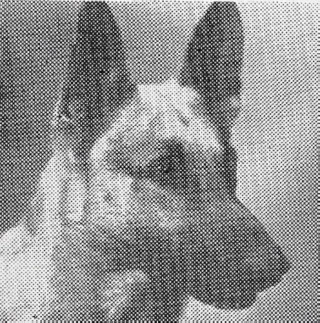 Ace the Wonder Dog