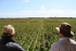 The Vines
