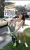 Carolina Vianna Leite