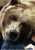 Bart the Bear