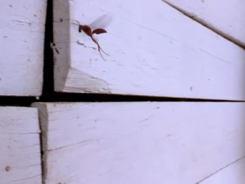 Wasp Warfare