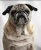 The Pug Puggles
