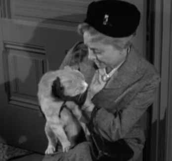 Miss Paisley's Cat