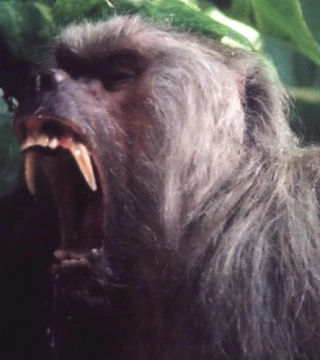 Mickey The Baboon