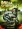 Mega Scorpions