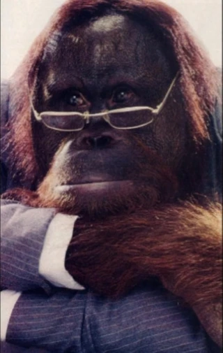C.J. the Orangutan