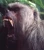 Mickey The Baboon