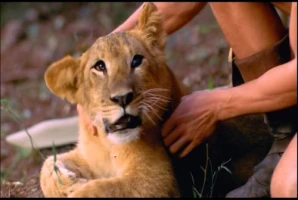Heart Like a Lion