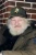 Craig Castaldo