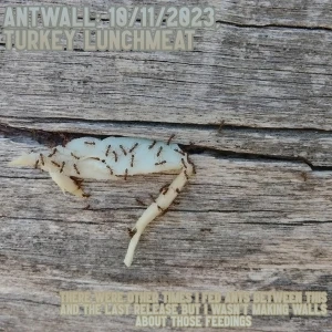 Antwall: 10/11/2023, Turkey Lunchmeat