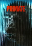 Primate