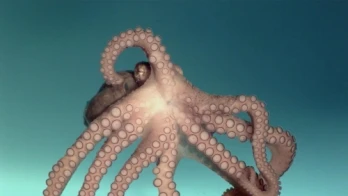 They Came from the Sea