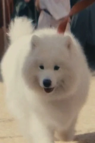 Diamond the Dog