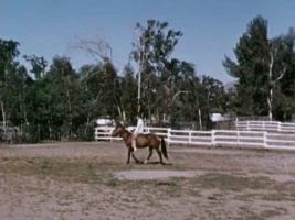 Seeing Eye Horse