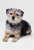 Gidget