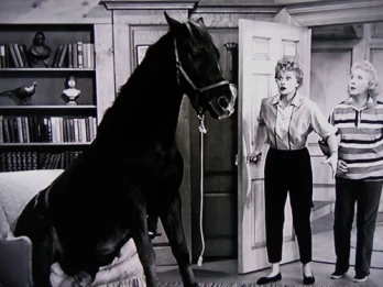 Lucy Wins a Race Horse