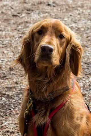 Ned the Dog