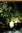 Man-Thing
