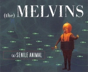 (A) Senile Animal