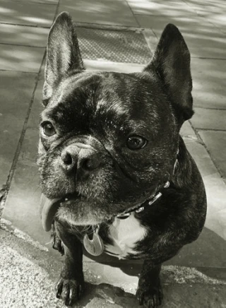 Gary the Dog