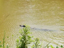Gator Bait