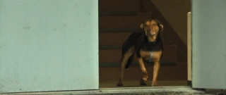 Shelby the Dog