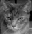 Lizzie the Cat