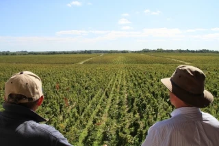 The Vines