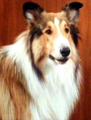 Lassie the Dog