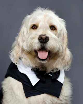 Bocker T Labradoodle