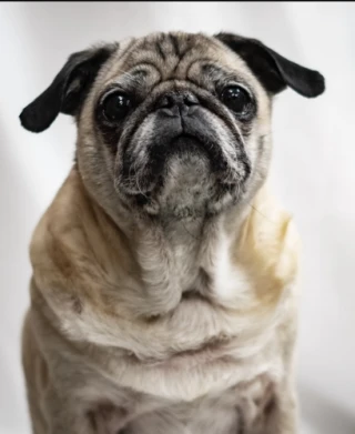 The Pug Puggles