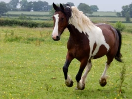 A new Horse