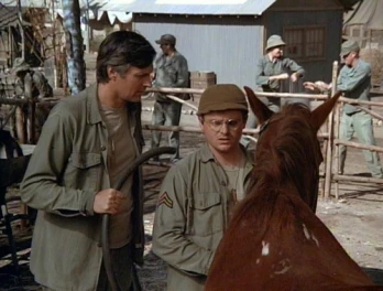 The Colonel's Horse