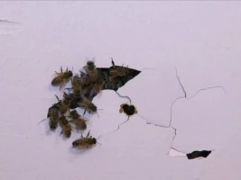 Battle of the Bees