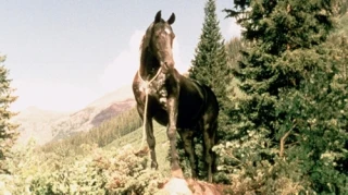 Highland Dale