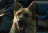 Sampson